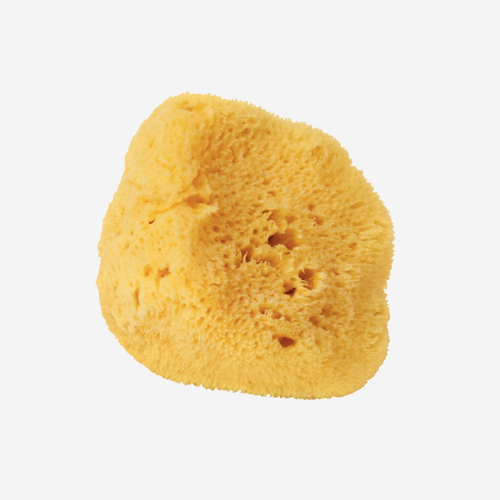 Natural sponges - different sizes